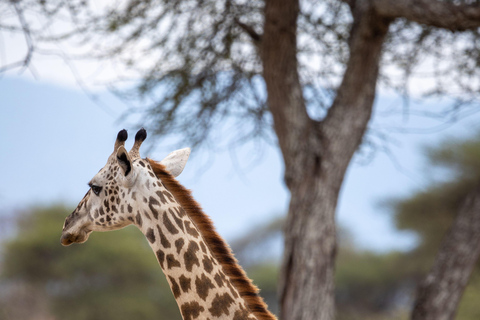 From Arusha: Full-Day Safari with a Park of Your Choice Lake Manyara National Park
