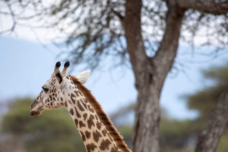 From Arusha: Full-Day Safari with a Park of Your Choice Lake Manyara National Park
