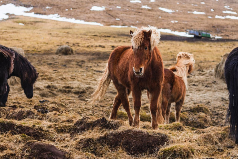 Reykjavik: Icelandic Horse Ride in Lava Fields – All Levels