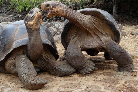 Zanzibar: Tandem Clear Kayak Tour at Prison Island