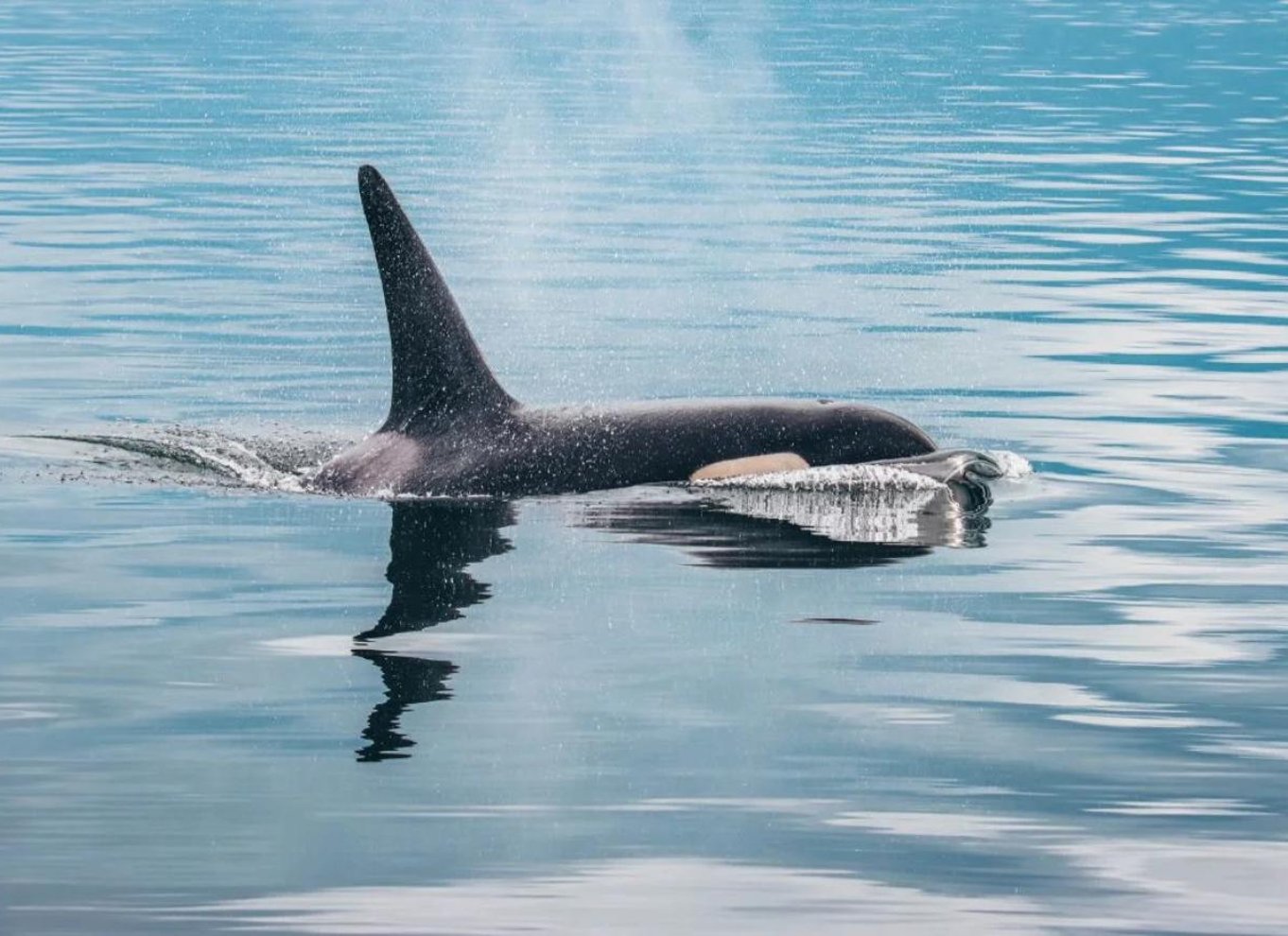 Fra Vancouver: Hval- og dyrelivssafari med gratis fotos