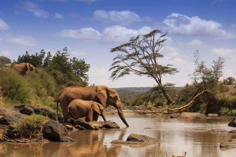 4 days Tsavo East, Amboseli and saltlick lodge safari