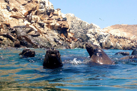 Excursion à l'île de Palomino | Entrée, lions de mer, etc.