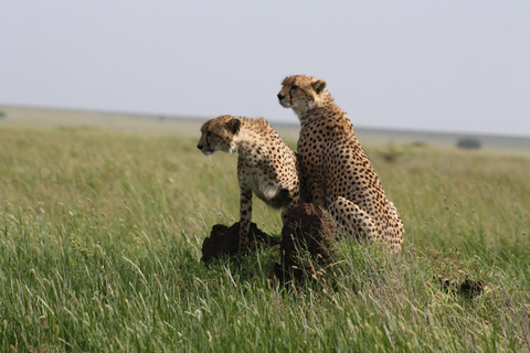 Arusha: 3-Day Safari to Tarangire, Lake Manyara, and …