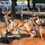 Tour mattutino di Nara (partenza da Kyoto o Osaka)