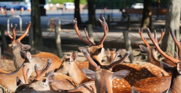 Nara Early Bird Tour (Kyoto Abreiseoption verfügbar)