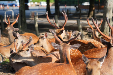 Visite de Nara pour les lève-tôt (départ de la gare de Kyoto)Tour de Nara pour les lève-tôt (option de départ de Kyoto disponible)