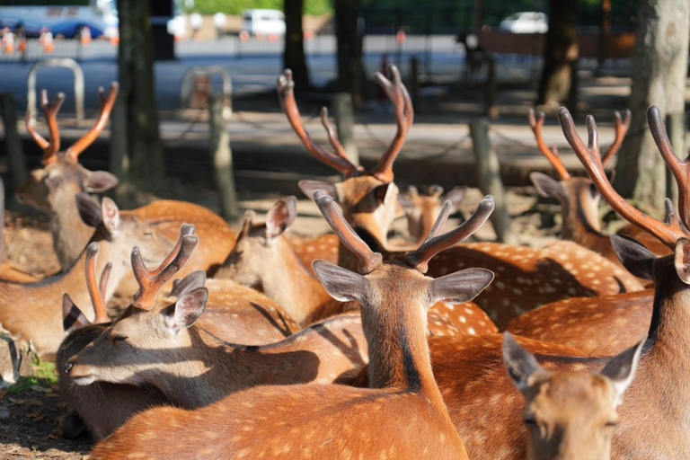 Visite de Nara pour les lève-tôt (départ de la gare de Kyoto)Tour de Nara pour les lève-tôt (option de départ de Kyoto disponible)