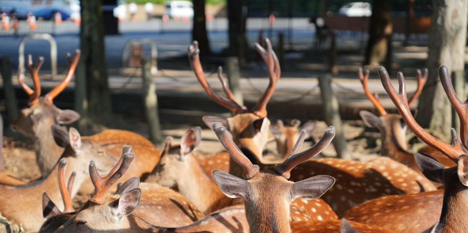Nara Early Morning Tour (Kyoto or Osaka Departure Available)