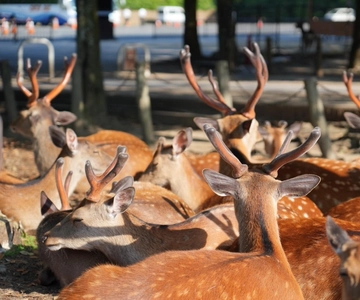 Nara Early Bird Tour (Kyoto Departure Option Available)