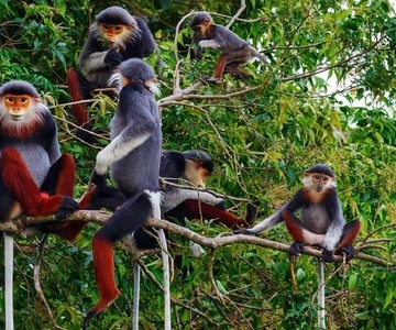 Ninh Binh: Visita de grupo de um dia ao Parque Nacional de Cuc Phuong