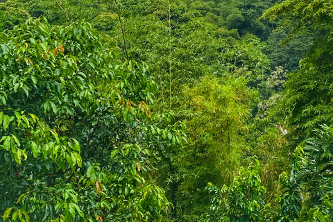 From Santa Marta: Minca and Coffee and Cacao Tour with Lunch Minca Magic and exotic Coffee and Cacao Tour