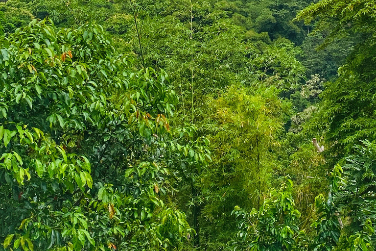 From Santa Marta: Minca and Coffee and Cacao Tour with Lunch Minca Magic and exotic Coffee and Cacao Tour