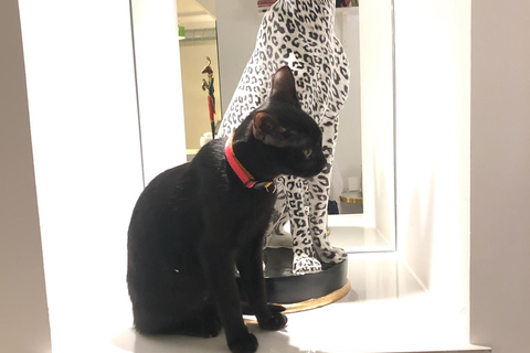 Bilbao: 1 Hour Entry Ticket to a Cat Café