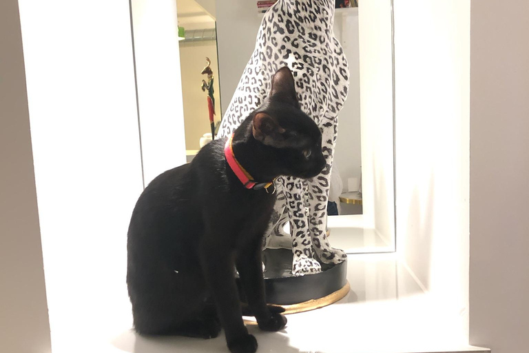 Bilbao: 1 Hour Entry Ticket to a Cat Café