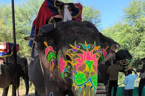 Jaipur Elephant Magic: Paint, Feed & Ride Tour with Pickup All Elephant Activity Riding, Feeding, Painting, Climbing