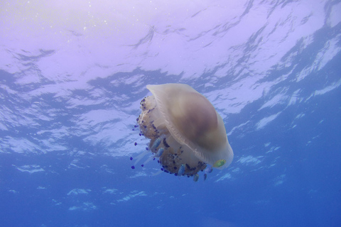 Scuba Diving in the Volcanic Caldera/shorelines of Santorini