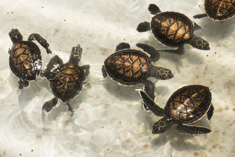 Khao Lak: Lampi Waterfall, Bamboo Rafting & Turtle Center Khao Lak: Bamboo Rafting, Waterfall & Turtle Center Tour