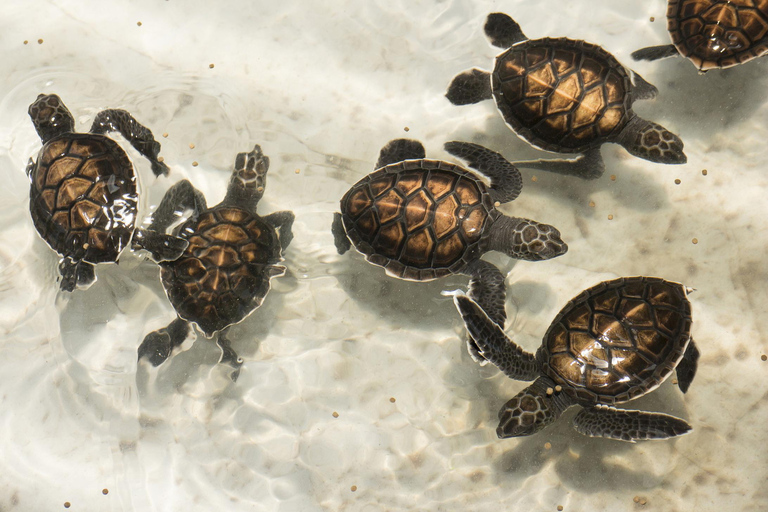 Khao Lak: Lampi Waterfall, Bamboo Rafting & Turtle Center Khao Lak: Bamboo Rafting, Waterfall & Turtle Center Tour