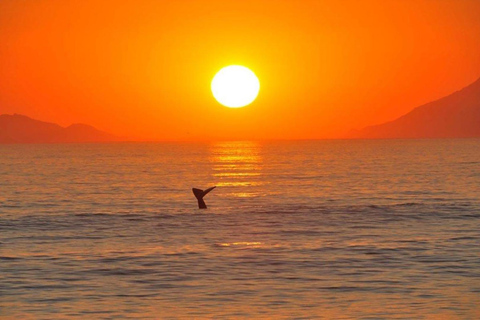 Au départ du Cap : 4 jours d'excursion de luxe sur la Route des jardins
