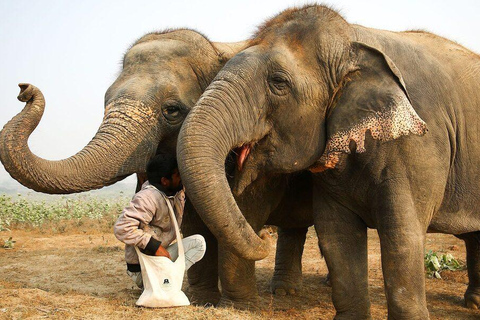 Same-Day Taj Mahal & Agra Fort with Elephant Sanctuary Tour From Agra: Taj Mahal + Agra Fort + Elephent Sanctuary