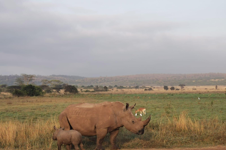 Safari nocturno al Parque Nacional de Amboseli desde Nairobi