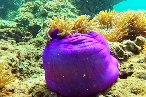 Krabi: Small Group Yawasam and Talu Islands Snorkeling Tour