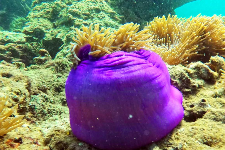 Krabi: Small Group Yawasam and Talu Islands Snorkeling Tour