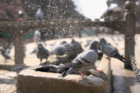 Kathmandu Valley: Patan & Bhaktapur Private Tour with Lunch