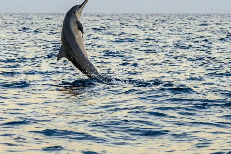 Bali Lovina delfintur och titta på soluppgångenBali Lovina delfin &amp; titta på soluppgången