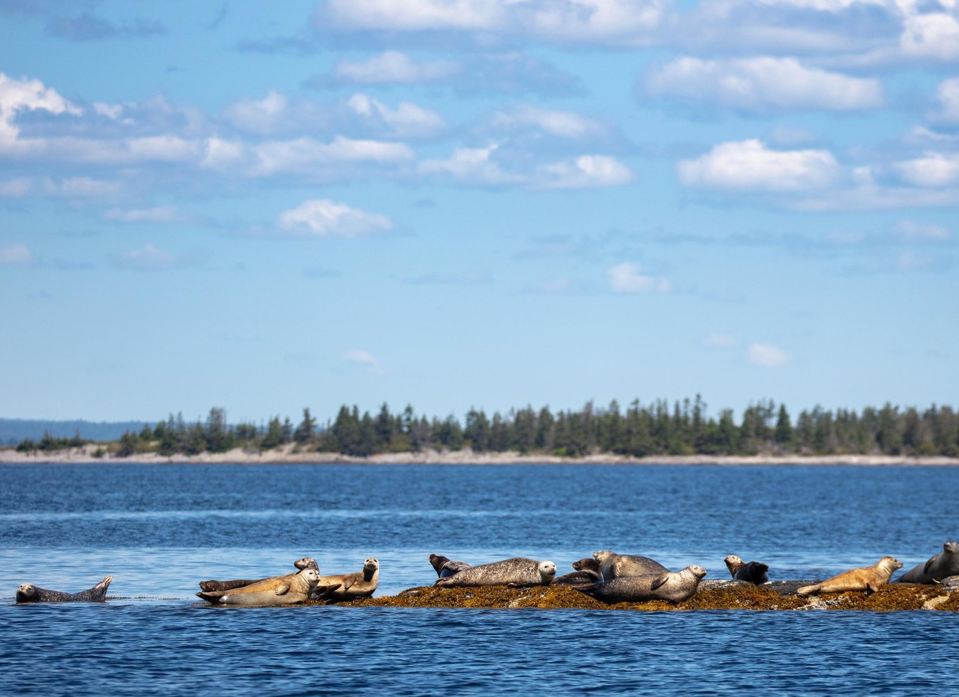Lunenburg: Zodiac-tur med dyreliv og naturguide