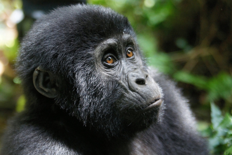 6 jours de safari d'habituation des gorilles et des chimpanzés