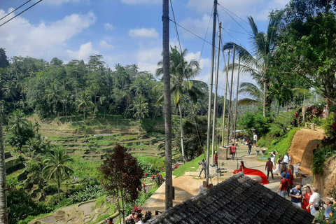 Ubud: Foresta di scimmie, terrazze di riso e cascateUbud: Foresta di scimmie, terrazza di riso e cascata