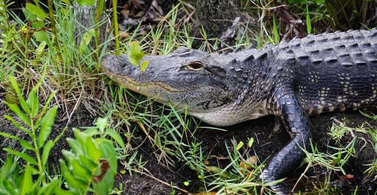 From Miami: Everglades Airboat Gator Spotting Tour photo 18