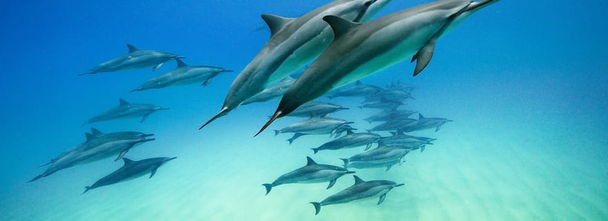 Visite privée à Zanzibar : Nager avec les dauphins et faire de la plongée avec masque et tuba à Mnemba