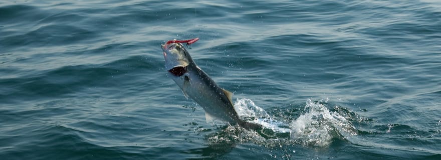 Excursion de pêche 4 heures
