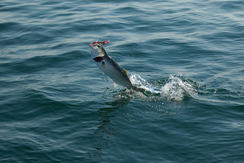 Gita di pesca di 4 ore