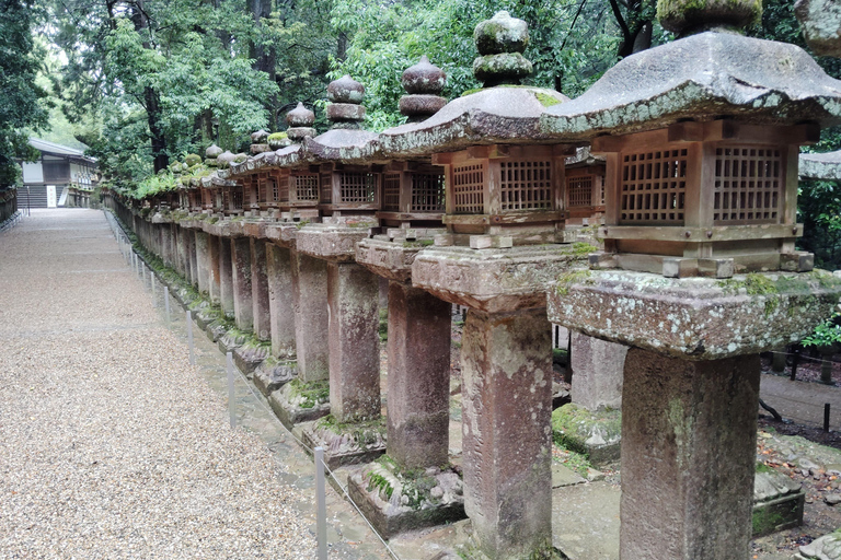 奈良：雾霭中与鹿共行的神圣晨间漫步奈良：雾中与鹿共行的神圣晨间漫步