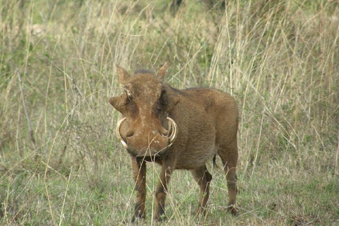 Nairobi: Caminhada pela Floresta Ngare Ndare e Canopy WalkNairobi: Caminhada pela Floresta Ngare Ndare e Passeio pela Copas das Árvores