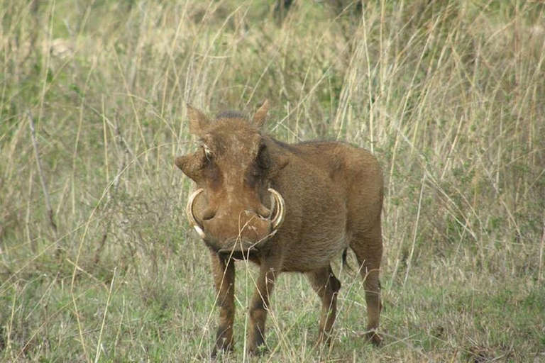 Nairobi: Caminhada pela Floresta Ngare Ndare e Canopy WalkNairobi: Caminhada pela Floresta Ngare Ndare e Passeio pela Copas das Árvores
