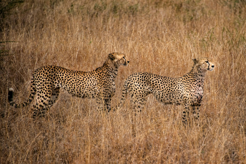 Nairobi: 5-Day Amboseli, Tsavo East & West Safari Tour