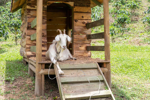 Medellin: La Casa Grande Coffee Hacienda - Coffee Experience