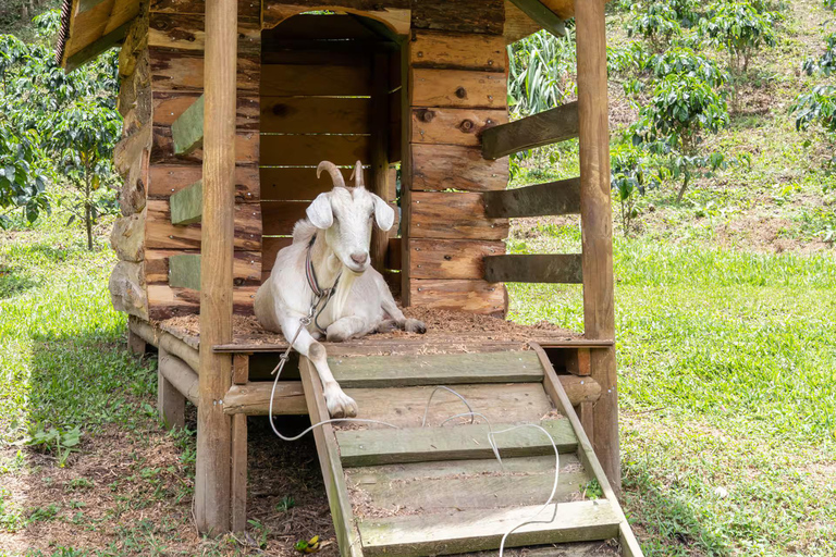 Medellin: La Casa Grande Coffee Hacienda - Coffee Experience