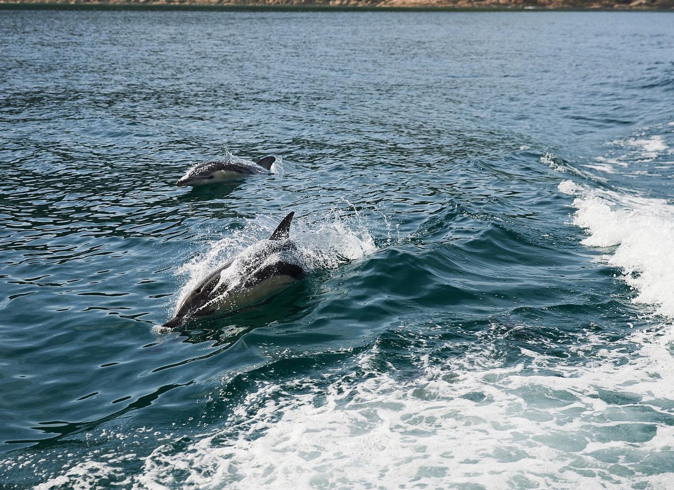 Wilsons Promontory: Eftermiddagskrydstogt i vildmarken