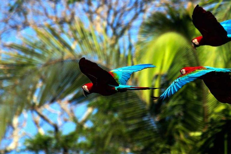 Living Nature z Cusco: 3 dni w dżungli Manu all inclusive