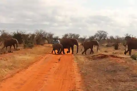 MBA,Diani: Tsavo East National Park Full-Day Safari-Jeep 4x4