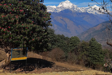 Pokhara: 4-Day Ghorephani and Poon Hill Private Trek