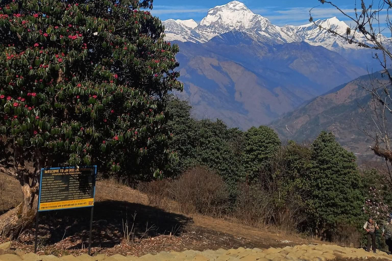 Pokhara: 4-Day Ghorephani and Poon Hill Private Trek