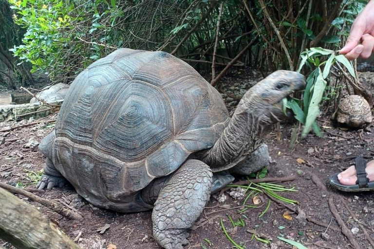 Zanzibar: Nungwi kilosa Conservation zoo half day tour Private tour for the gusts from Nungwi only