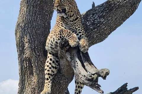 Full-Day Tarangire Safari Adventure